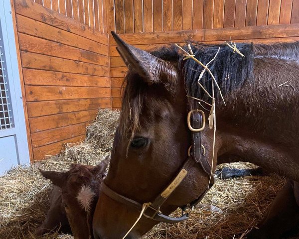 horse Stute von Curlin xx (Thoroughbred, 2022, from Curlin xx)