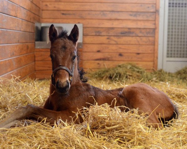 horse Golden Curl xx (Thoroughbred, 2016, from Curlin xx)