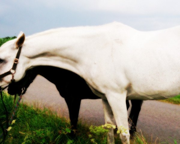 horse Harmoniah ox (Arabian thoroughbred, 1997, from Gasuan ox)