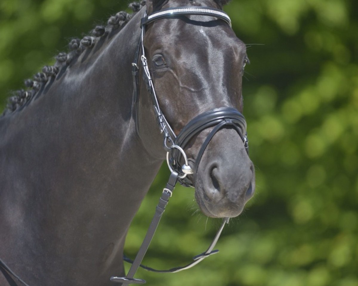 Dressurpferd Fantastic Sommertänzer (Westfale, 2006, von Samarant)