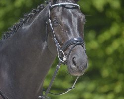 dressage horse Fantastic Sommertänzer (Westphalian, 2006, from Samarant)