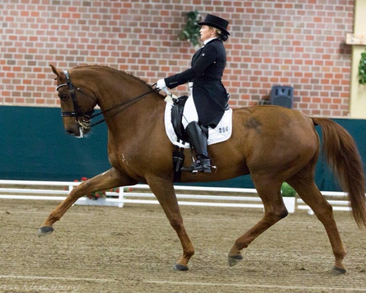 Dressurpferd Affinity (Rheinländer, 2004, von Abanos)