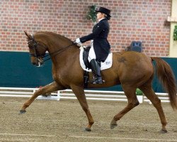 dressage horse Affinity (Rhinelander, 2004, from Abanos)