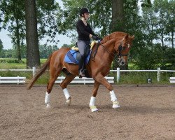 dressage horse Ramazotti (Hanoverian, 1996, from Regazzoni)