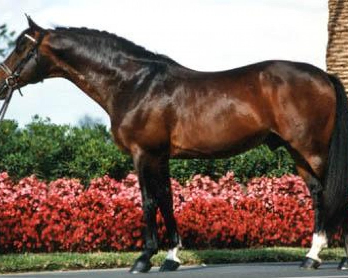 Deckhengst Pregelstrand (Trakehner, 1970, von Morgenglanz)