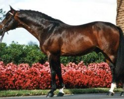 stallion Pregelstrand (Trakehner, 1970, from Morgenglanz)