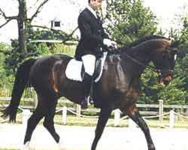 horse Kitfox (Trakehner, 1991, from Amiego)