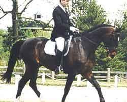 Pferd Kitfox (Trakehner, 1991, von Amiego)