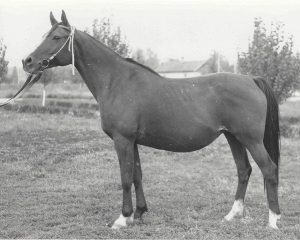 broodmare Prizma 1963 ox (Arabian thoroughbred, 1963, from Arax 1952 ox)