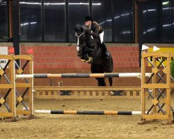 jumper Veronika 23 (KWPN (Royal Dutch Sporthorse), 2002, from Opan)