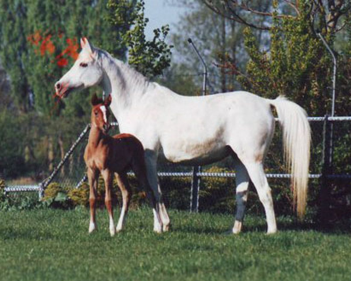 broodmare Persida 1969 ox (Arabian purebred, 1969, from Salon 1959 ox)