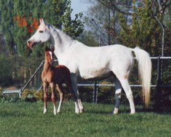 broodmare Persida 1969 ox (Arabian thoroughbred, 1969, from Salon 1959 ox)