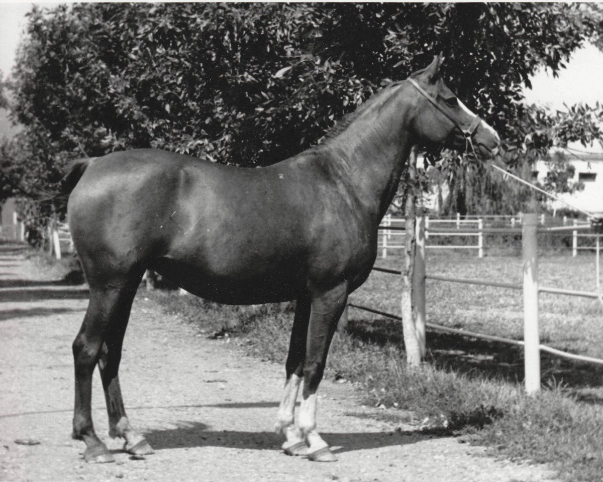 broodmare Pernataya 1976 ox (Arabian purebred, 1976, from Nabeg 1966 ox)