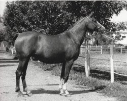 broodmare Pernataya 1976 ox (Arabian thoroughbred, 1976, from Nabeg 1966 ox)