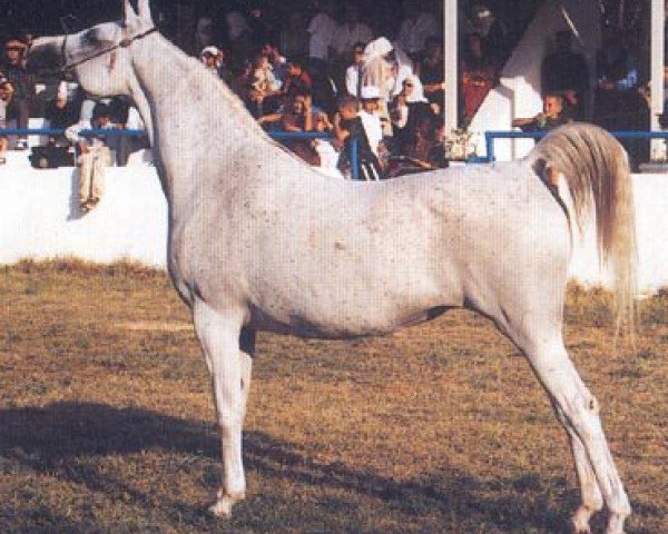 broodmare Biriusa 1982 ox (Arabian thoroughbred, 1982, from Aswan 1958 EAO)