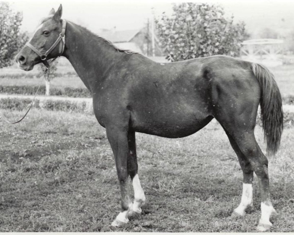 broodmare Pustinia 1965 ox (Arabian purebred, 1965, from Salon 1959 ox)