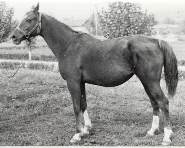 broodmare Pustinia 1965 ox (Arabian thoroughbred, 1965, from Salon 1959 ox)