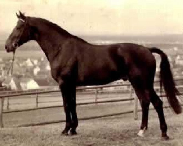 stallion Ricardo (Trak) (Trakehner, 1971, from Index)