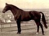 stallion Ricardo (Trak) (Trakehner, 1971, from Index)