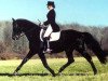 stallion Rüdiger (Trakehner, 1984, from Abdullah)