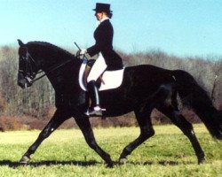 stallion Rüdiger (Trakehner, 1984, from Abdullah)