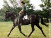 stallion Avignon II (Trakehner, 1974, from Flaneur)
