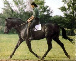 stallion Avignon II (Trakehner, 1974, from Flaneur)