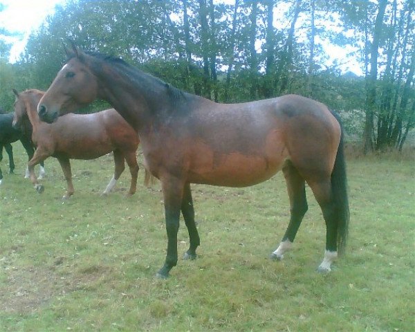 broodmare Luna (German Sport Horse, 2004, from Livello)