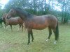 broodmare Luna (German Sport Horse, 2004, from Livello)