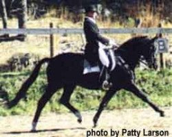 Pferd Meisterwind (Trakehner, 1986, von Donauwind)