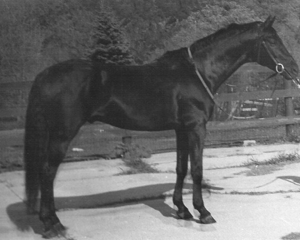 stallion Hexenmeister (Trakehner,  , from Prusso)