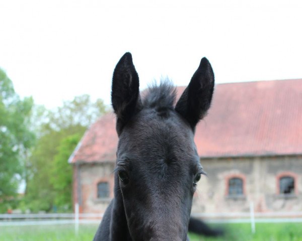 jumper Dia‘s Chamanin (Hanoverian, 2020, from Diacontinus)