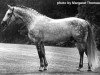 stallion Preussengeist (Trakehner, 1968, from Rosenberg)