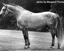 Deckhengst Preussengeist (Trakehner, 1968, von Rosenberg)