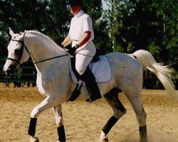 stallion Kantor (Trakehner, 1978, from Erzsand)