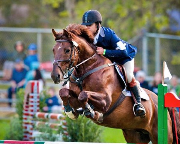 horse Tagaelen (Trakehner, 2000, from Domritter)