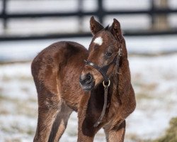 horse Stute von Street Sense xx (Thoroughbred, 2022, from Street Sense xx)