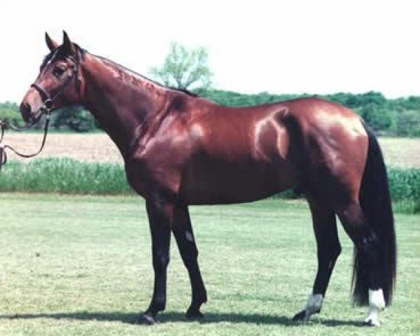 stallion Domritter (Trakehner, 1989, from Roland)