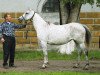 broodmare Kazna 1995 ox (Arabian thoroughbred, 1995, from Anchar 1981 ox)