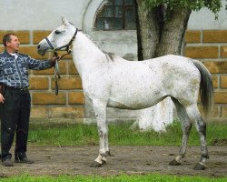 broodmare Kazna 1995 ox (Arabian thoroughbred, 1995, from Anchar 1981 ox)