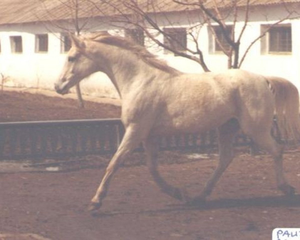 broodmare Pauza 1971 ox (Arabian purebred, 1971, from Aswan 1958 EAO)