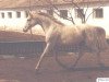 broodmare Pauza 1971 ox (Arabian thoroughbred, 1971, from Aswan 1958 EAO)