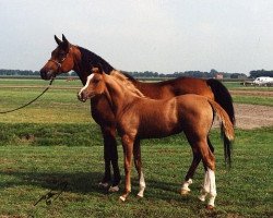 broodmare Verba ox (Arabian thoroughbred, 1983, from Murmansk 1977 ox)