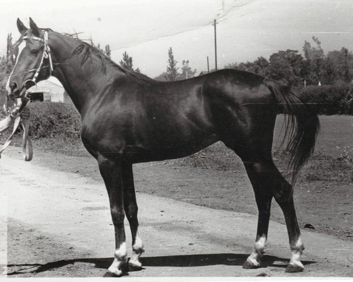 stallion Murmansk 1977 ox (Arabian purebred, 1977, from Muscat 1971 ox)