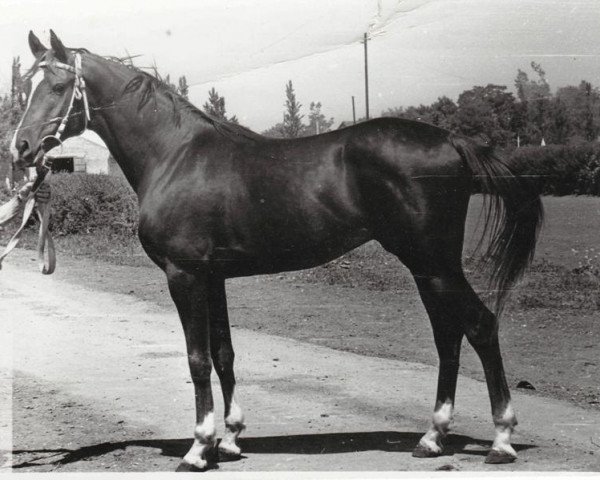 stallion Murmansk 1977 ox (Arabian thoroughbred, 1977, from Muscat 1971 ox)