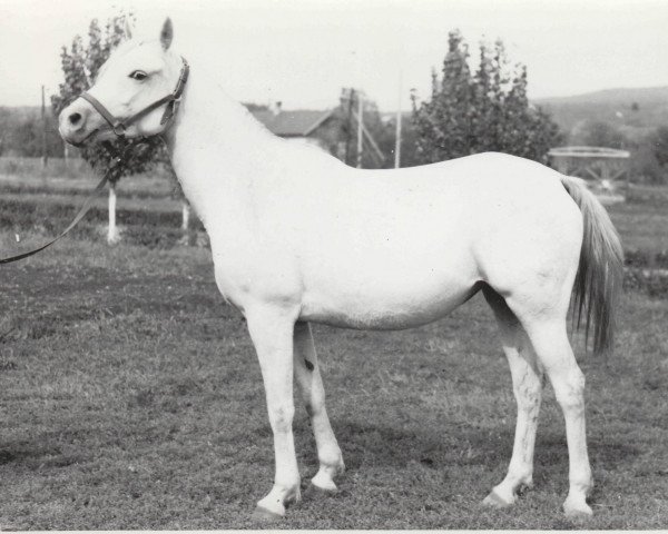 broodmare Nit 1968 ox (Arabian thoroughbred, 1968, from Aswan 1958 EAO)