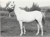 broodmare Nit 1968 ox (Arabian thoroughbred, 1968, from Aswan 1958 EAO)