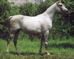 broodmare Nizina 1974 ox (Arabian thoroughbred, 1974, from Nabeg 1966 ox)