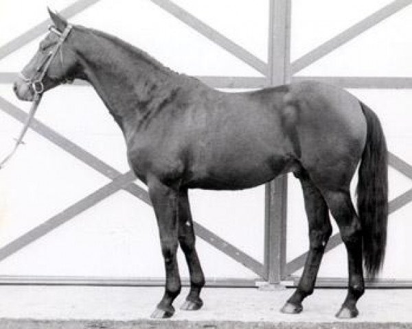 stallion Morgenstrahl (Trakehner, 1975, from Tannenberg)