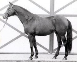 stallion Morgenstrahl (Trakehner, 1975, from Tannenberg)